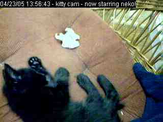 kittycam-2005